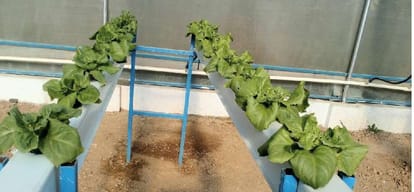 Hydroponic method for growing plants using mineral nutrient solutions in water without soil