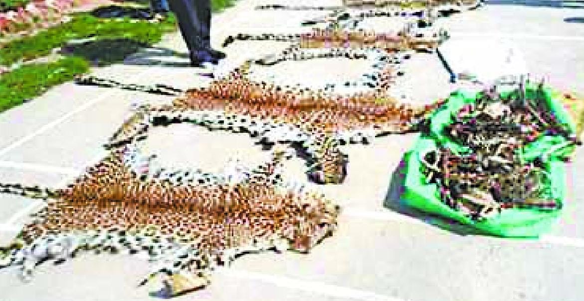Four leopard skins and two arrested with eight kg bone