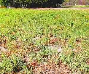 Dried vegetable crops, incurring losses