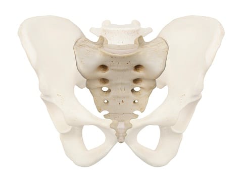 unnecessary organs of the human body