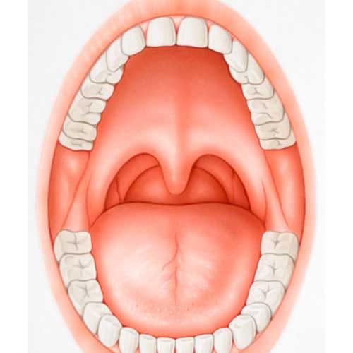 unnecessary organs of the human body