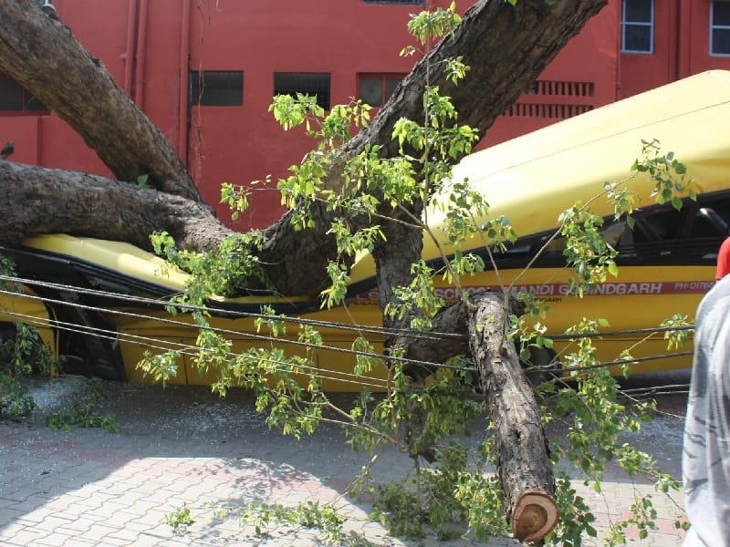 School, bus, tree down, student, Mandi Gobindgarh