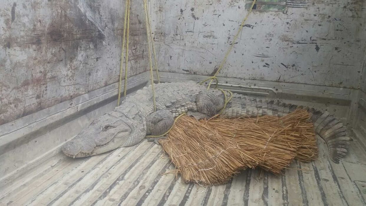 Crocodile caught