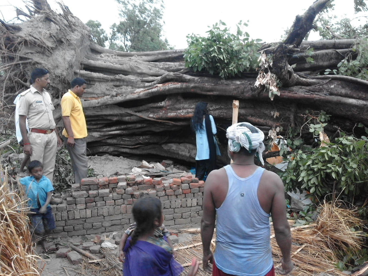 Semara fallen tree in Rajpur village, killing pregnant