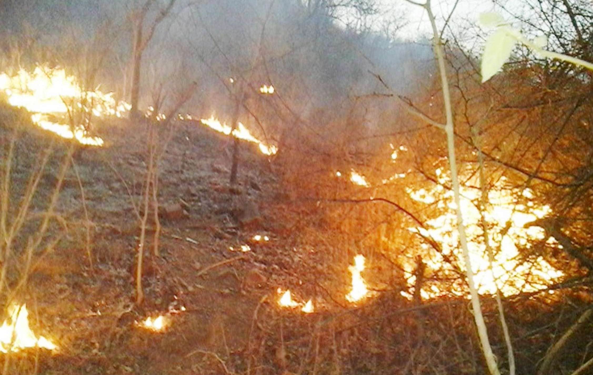 forest  caught fire during  Mock Drills  in haridwar
