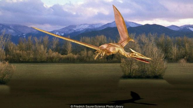biggest bird who can fly