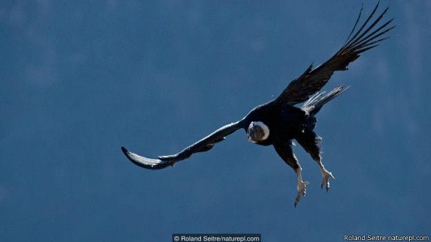 biggest bird who can fly
