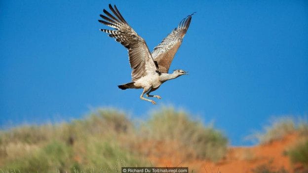 biggest bird who can fly