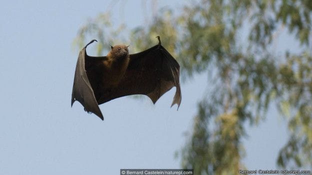 biggest bird who can fly