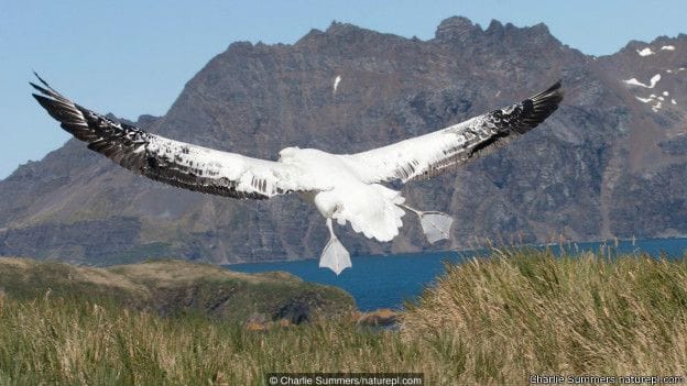biggest bird who can fly