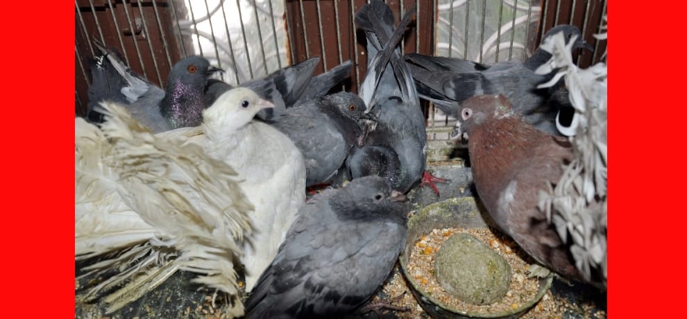 heat carrying birds near death