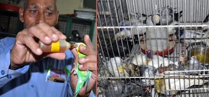 heat carrying birds near death