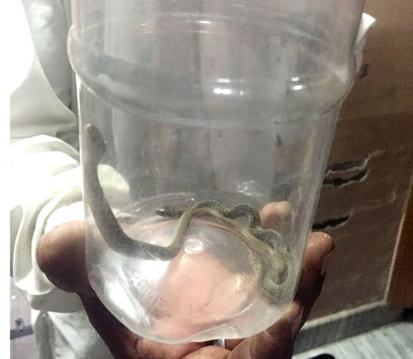 fourty cobra snake found in washroom of karnal house