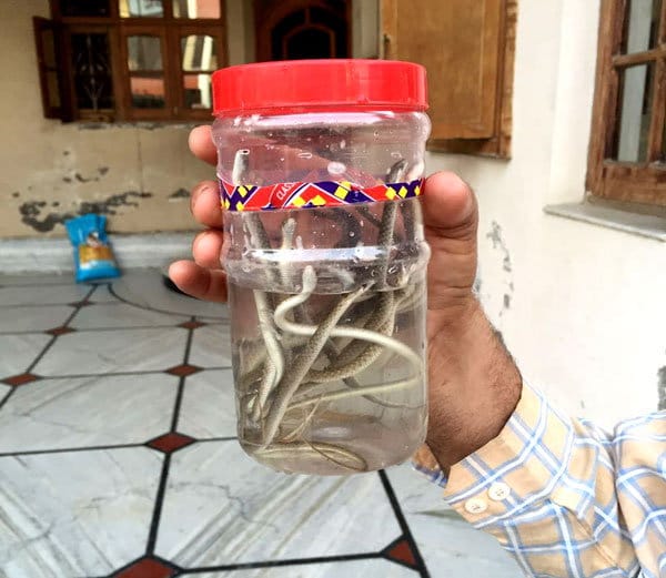 fourty cobra snake found in washroom of karnal house
