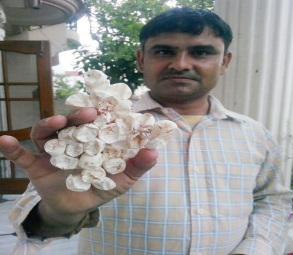 fourty cobra snake found in washroom of karnal house