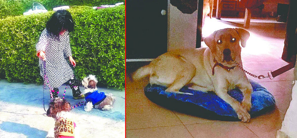 Advance bookings for dog boarding, dog will feature all sorts