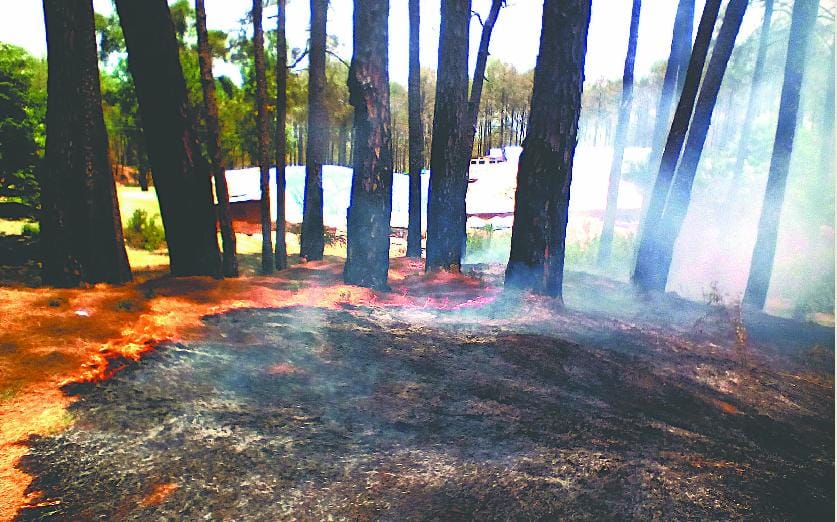 Forest burns in Ranikhet