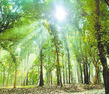 9500 trees will be cut