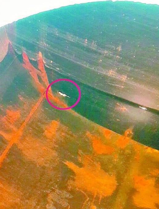 Lizard found in water tank