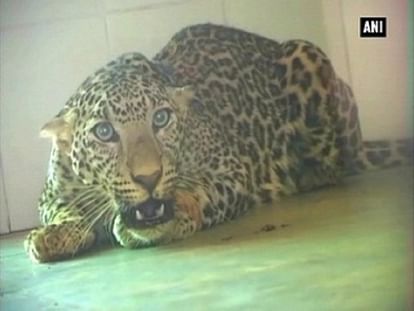 Rescued: Panther gets second chance at life