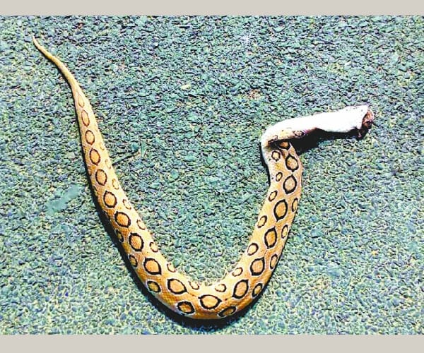 A monkey kills a python in barabanki.