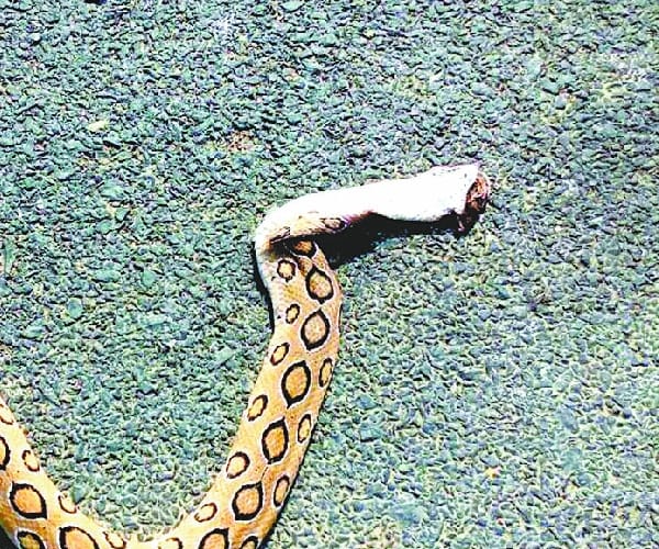 A monkey kills a python in barabanki.