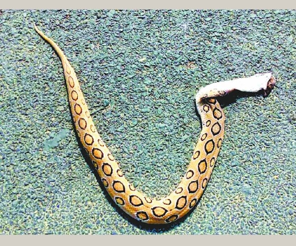 A monkey kills a python in barabanki.