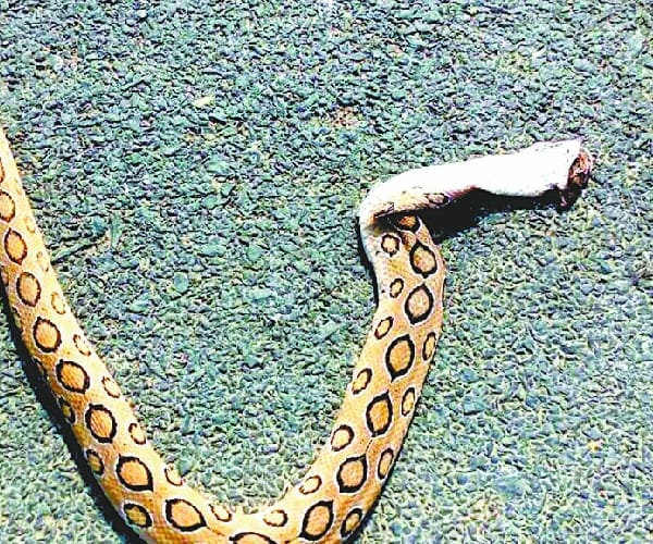 A monkey kills a python in barabanki.