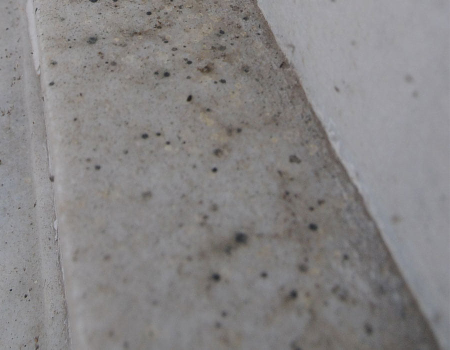 Taj Mahal's infestation increased, endangered his beauty.