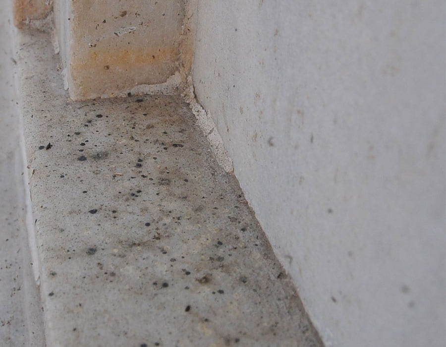 Taj Mahal's infestation increased, endangered his beauty.