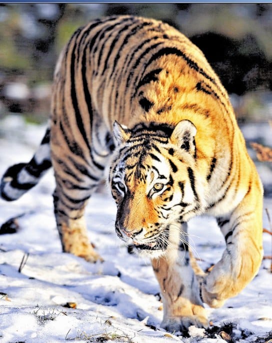 tiger attacked on yoth