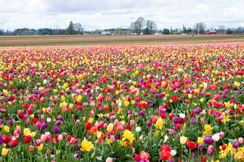 Kashmir Flower Festival in Srinagar,  tomorrow