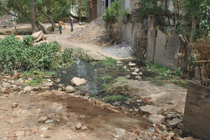 vidua colony