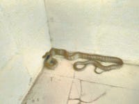 8 foot long snake at hospital