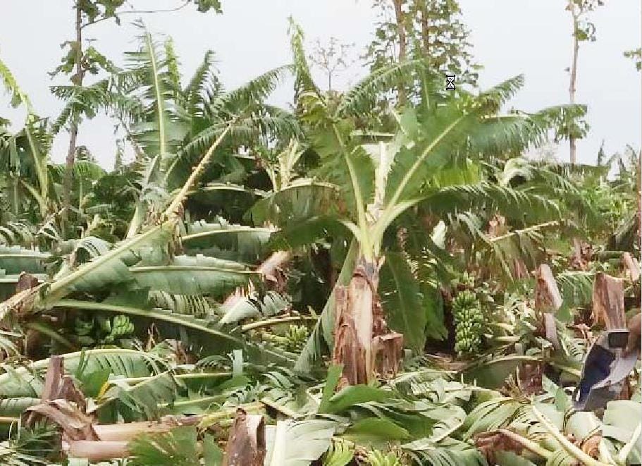 Banana growers to tunes of the storm sweep