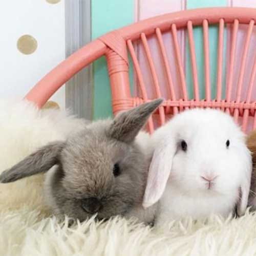 adorable friendship between a baby and rabbits