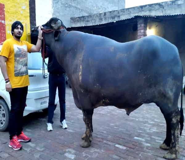 vickey donor, vickey donor buffallow, vickey donor buffallow sheru, haryana