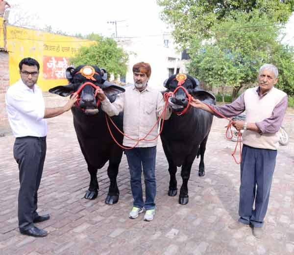 vickey donor, vickey donor buffallow, vickey donor buffallow sheru, haryana