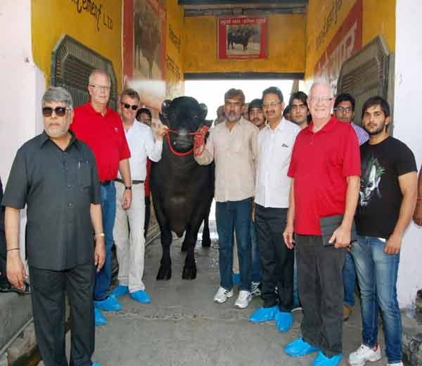 vickey donor, vickey donor buffallow, vickey donor buffallow sheru, haryana