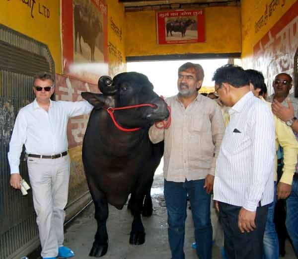 vickey donor, vickey donor buffallow, vickey donor buffallow sheru, haryana
