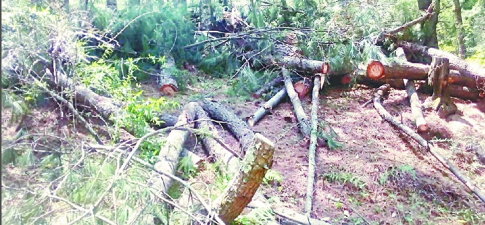 Illegal tree cutting in shimla forest.