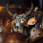 गाय तस्करी