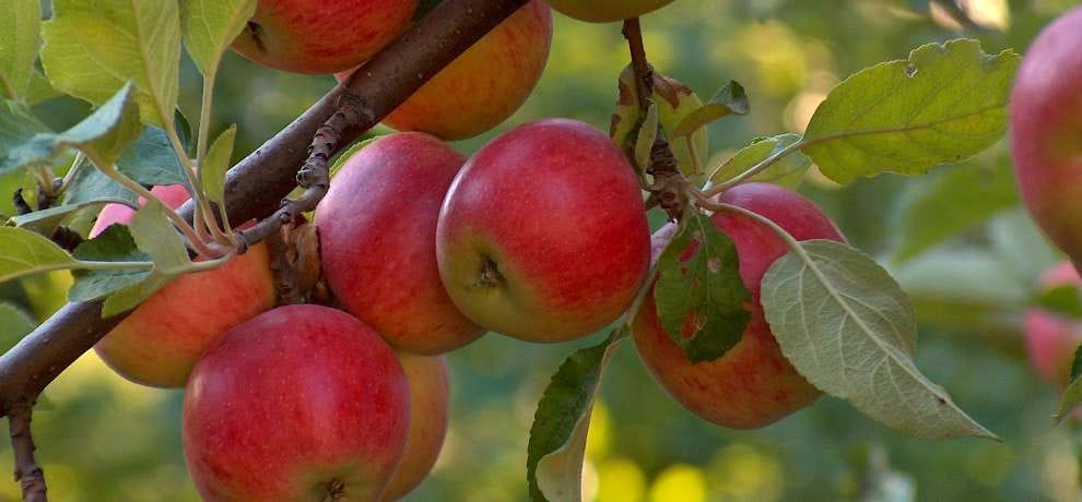commerce ministry denied to increase import tariff on apples