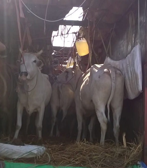 cattle recover