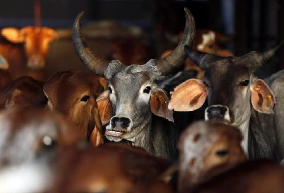 Cow smuggler killed in encounter with villagers 