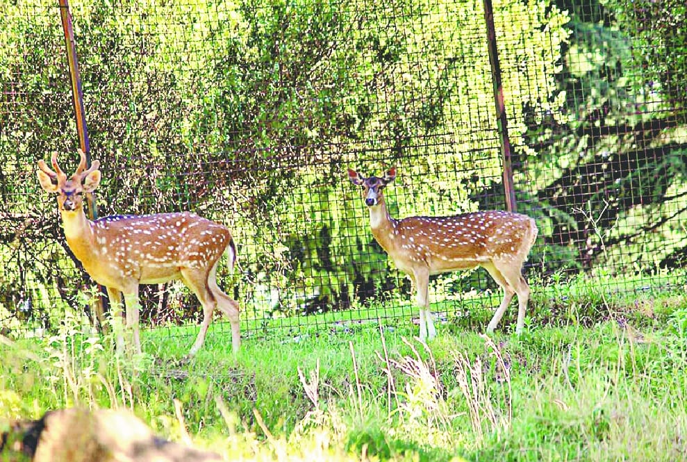 deer are returning in Aparna Ashram 