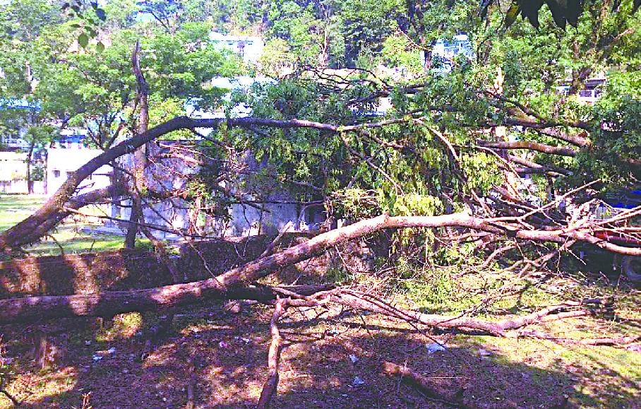 Bluwakot tree fell on the house of the animal hospital