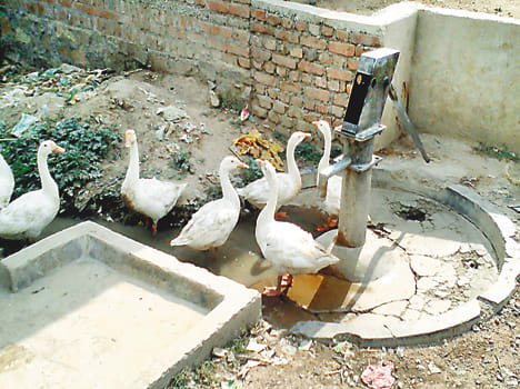 Quench thirst by drinking dirty water bird
