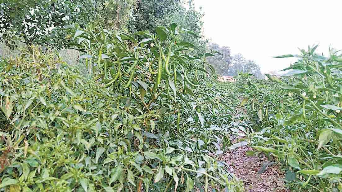 Dev administration not listening, where the farmer to