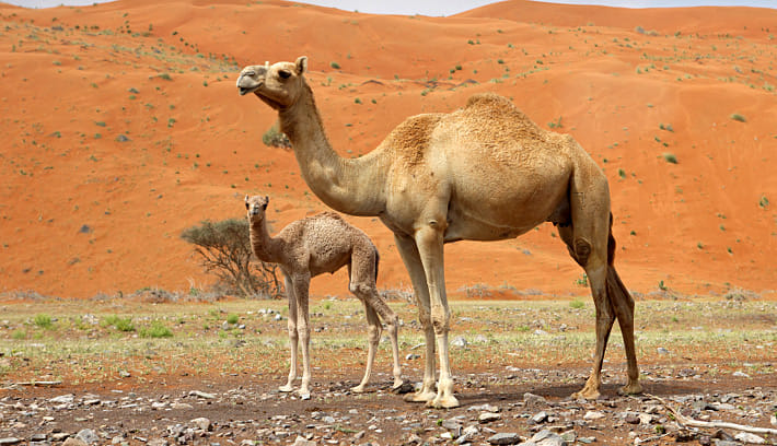 Barmer: camel attacked on his owner